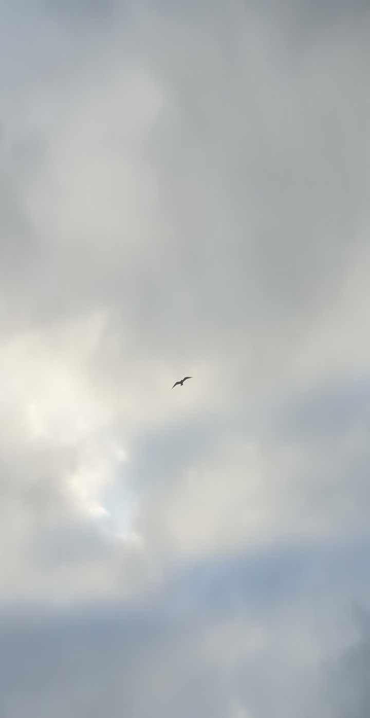 Flying Bird