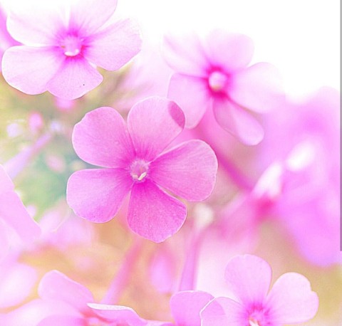 soft beuty