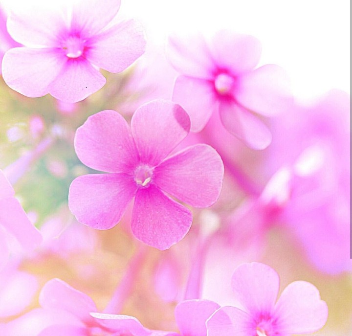 soft beuty