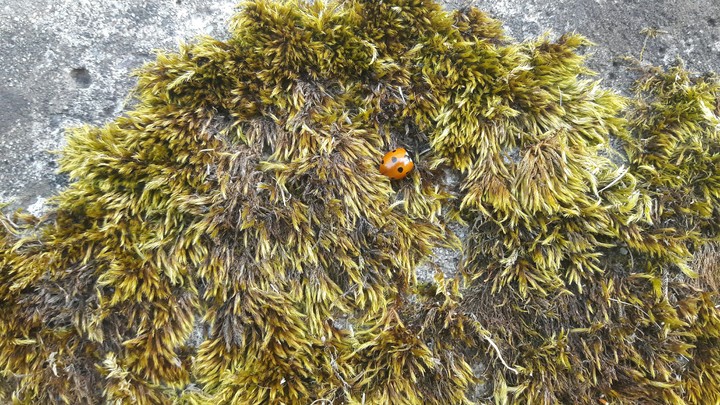 ladybug