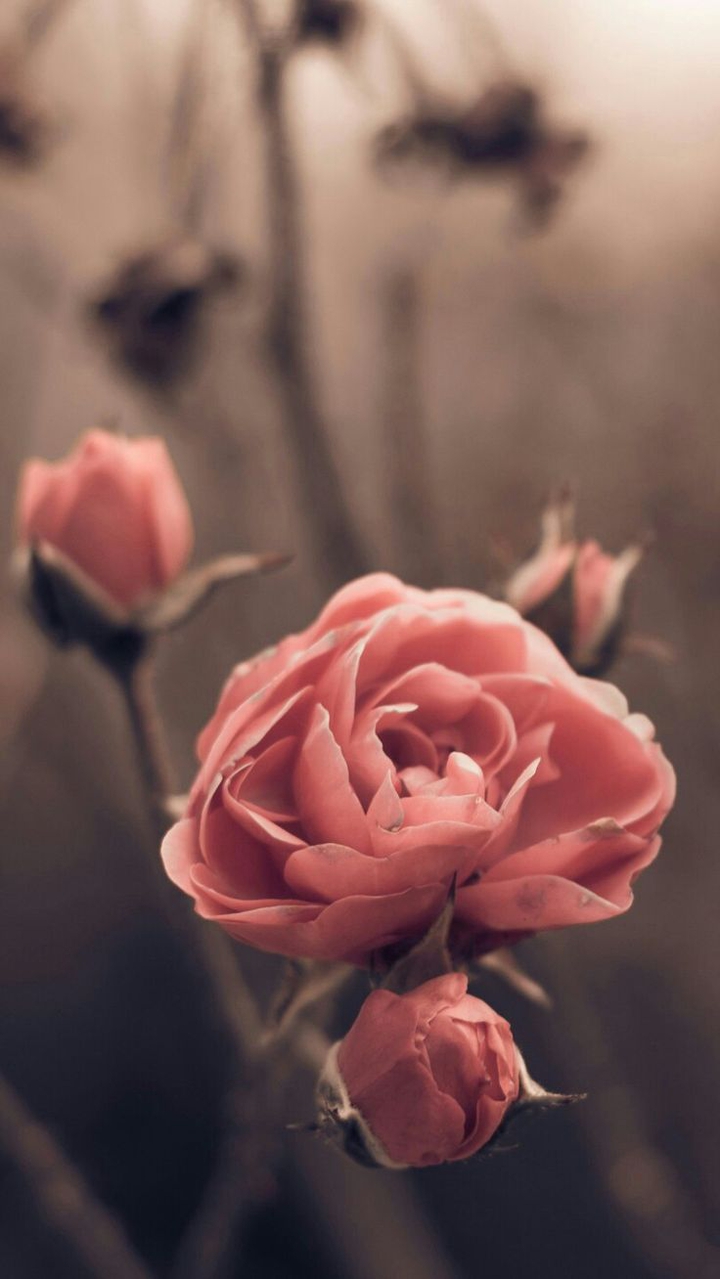 Pink roses.