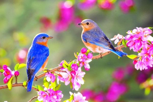 spring birds ♥️
