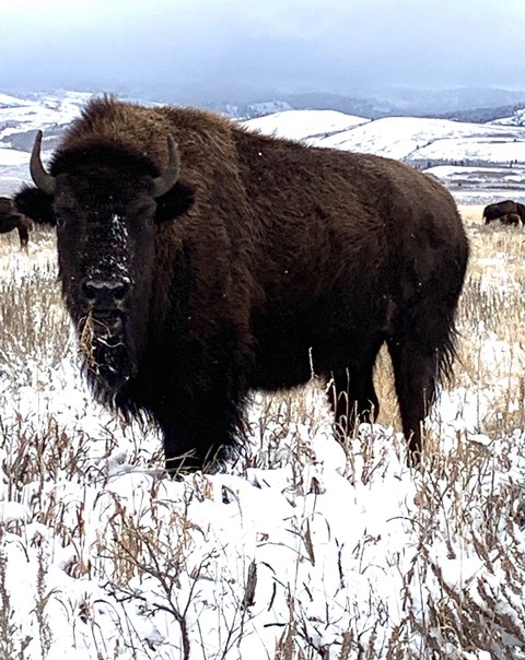 Buffalo