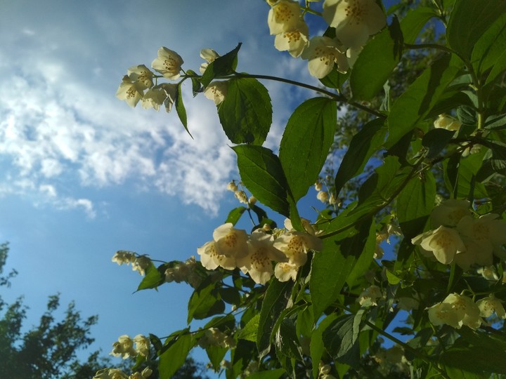 жасмін
