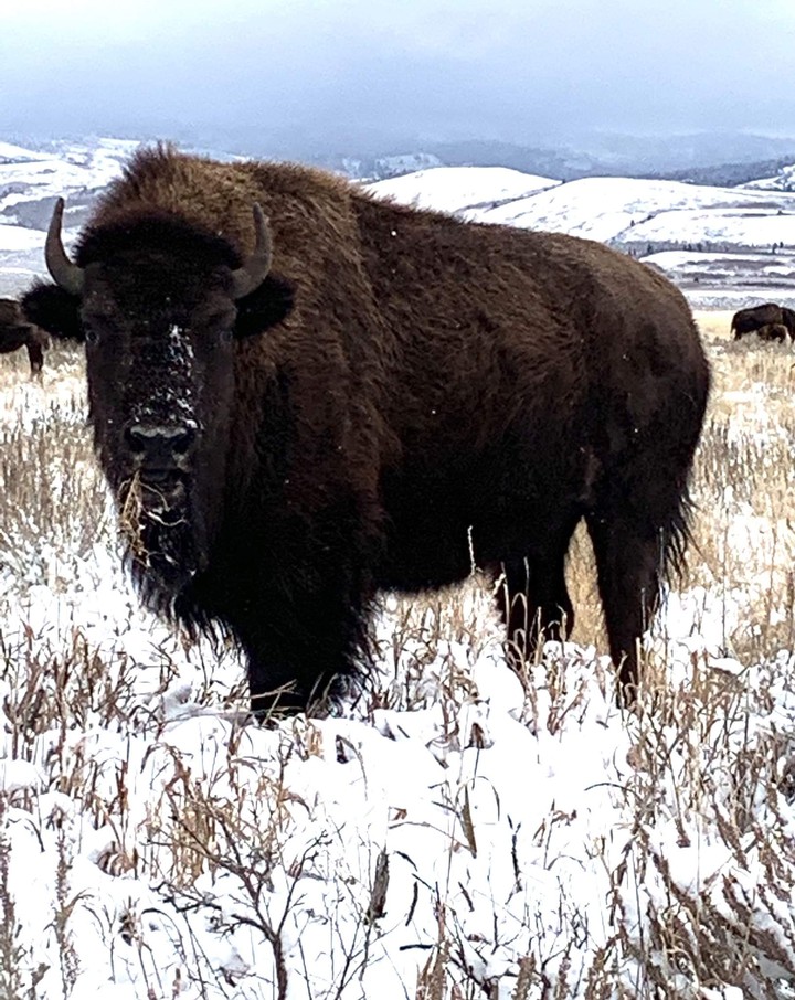 Buffalo
