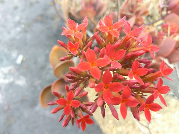 red flower 3