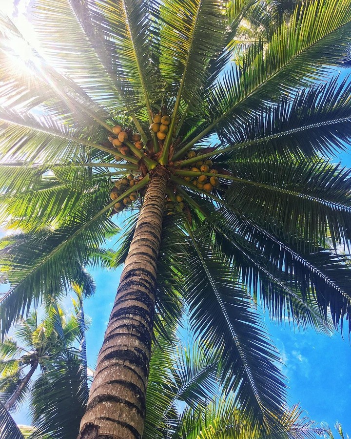 coco shade