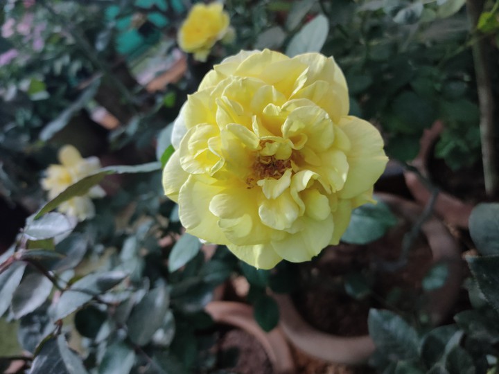rose