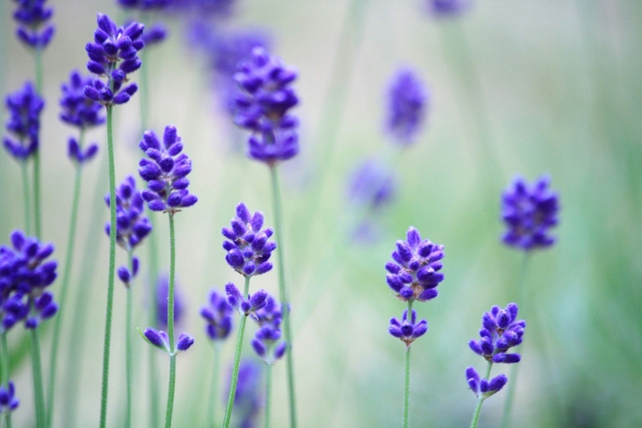flover
