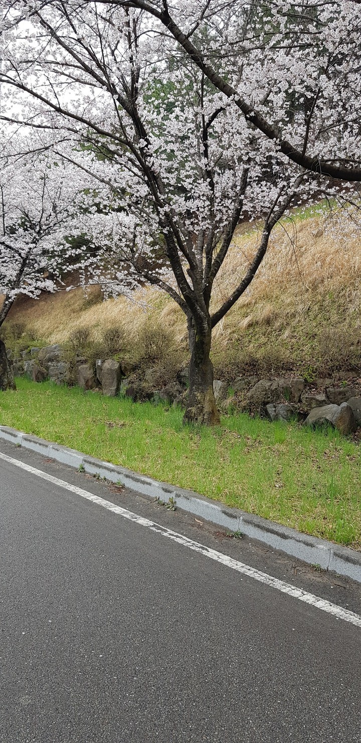 cherry blossom