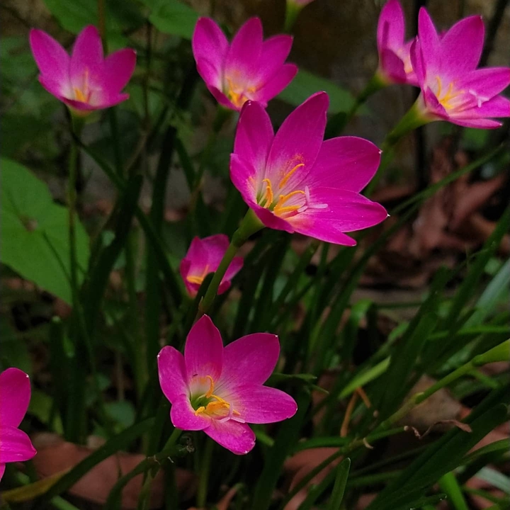 Make your life bloom like flowers