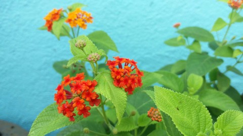 flower