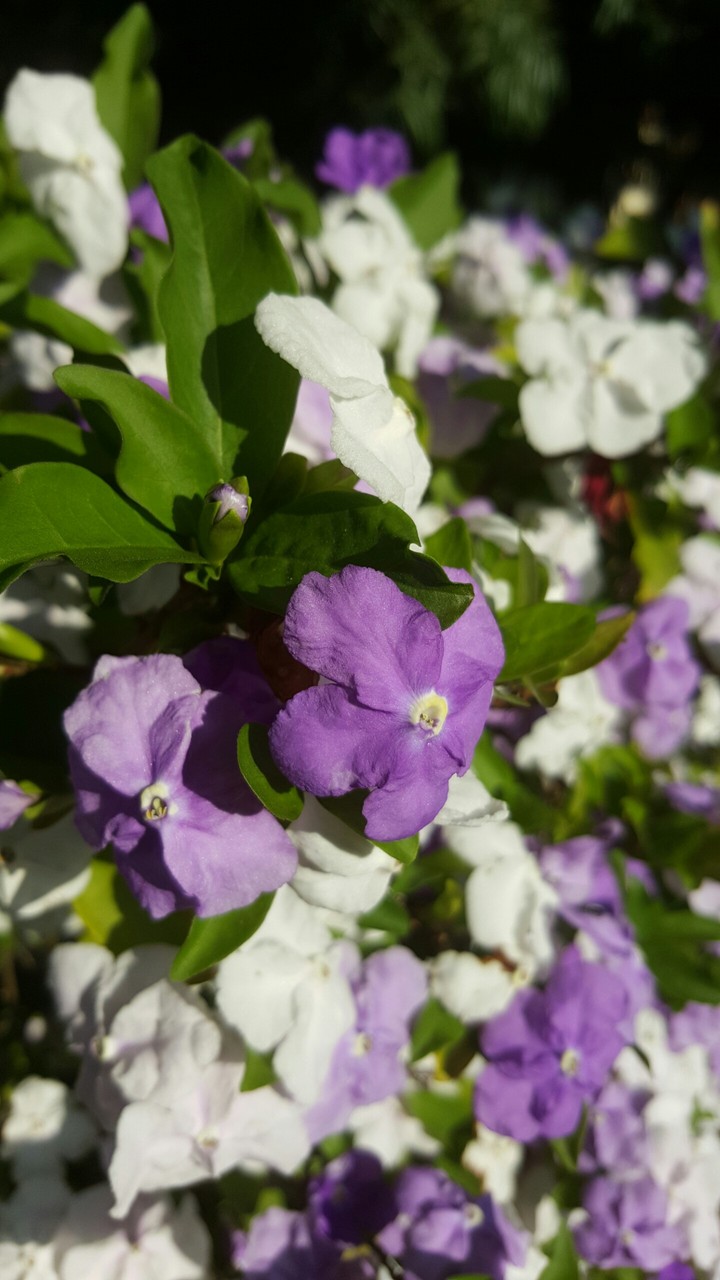 Purple Flowers