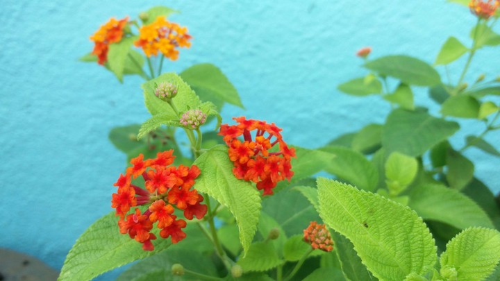 flower