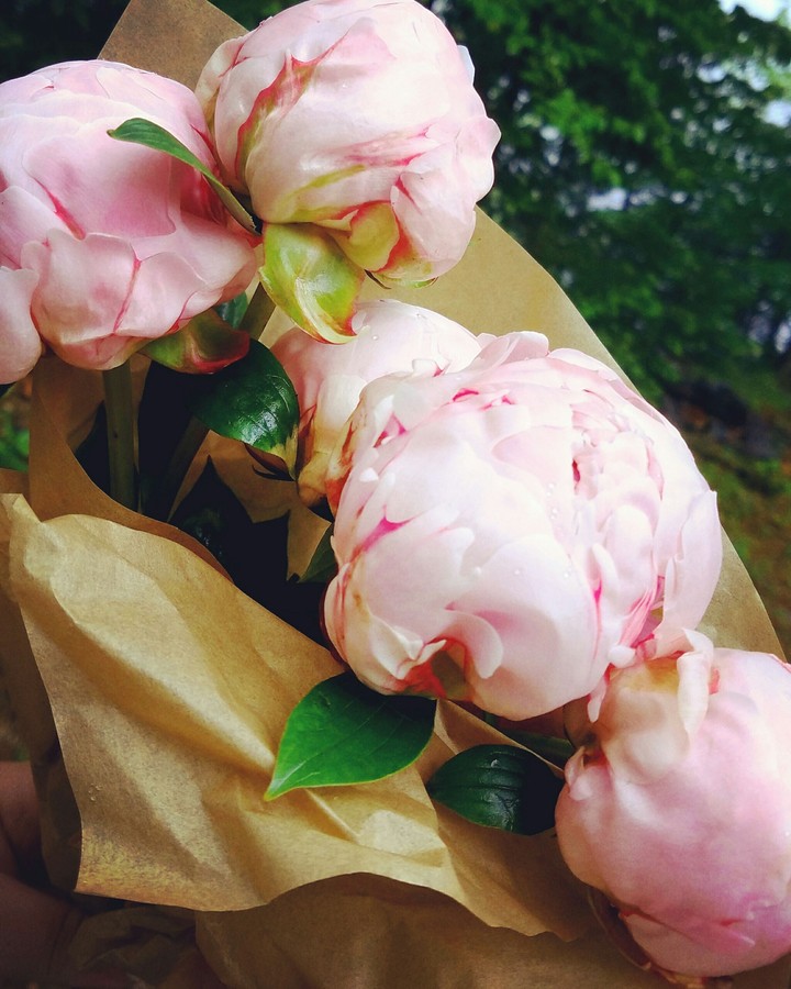 Peonies in Springtime