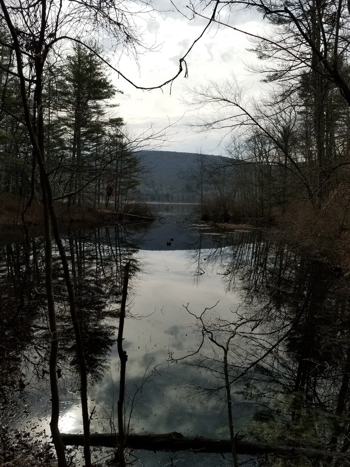 reflecting nature