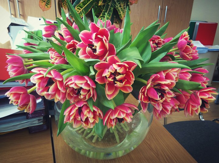 tulips