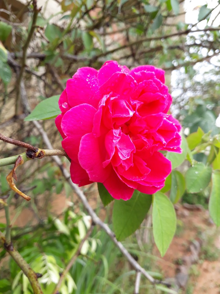 Rosas