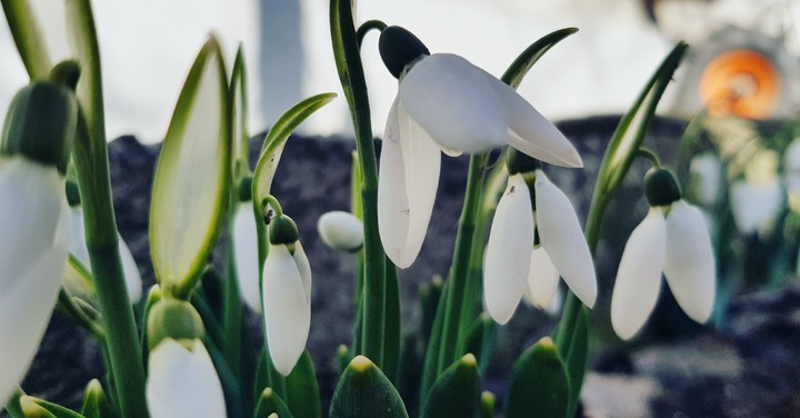 spring