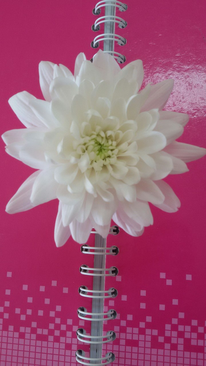 flower