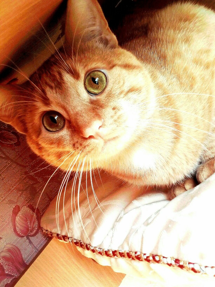 my kitten