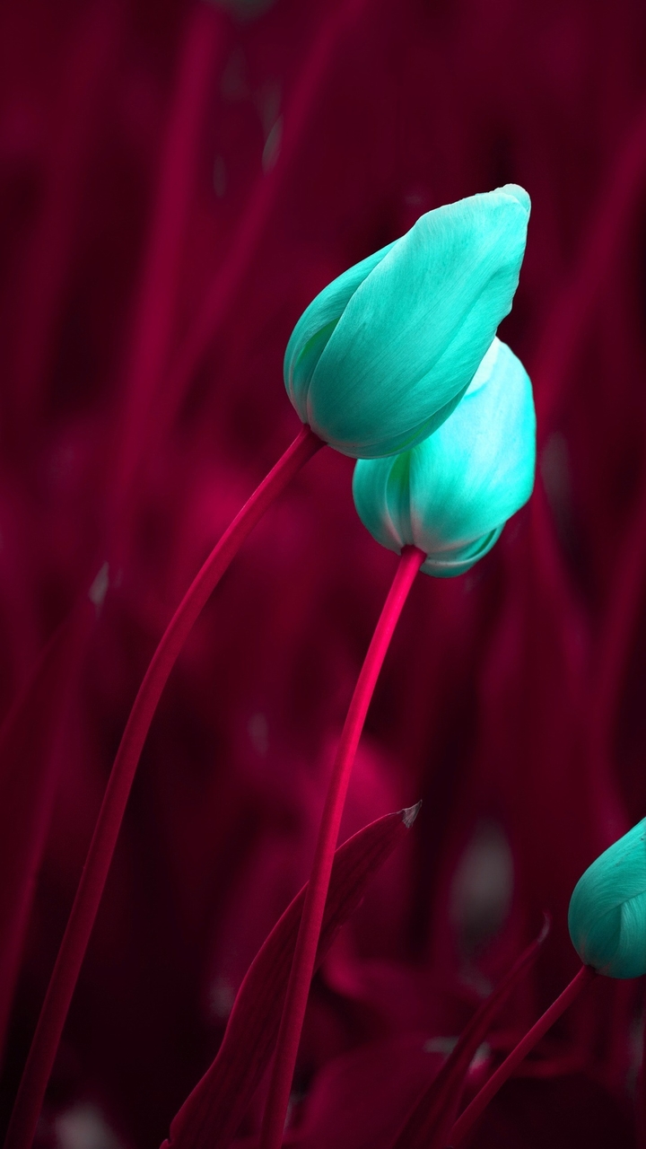 Tulips
