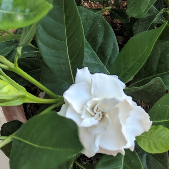 blooms in summer