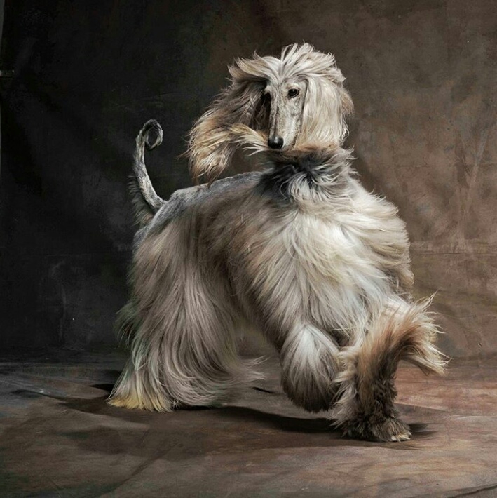 dog lover.