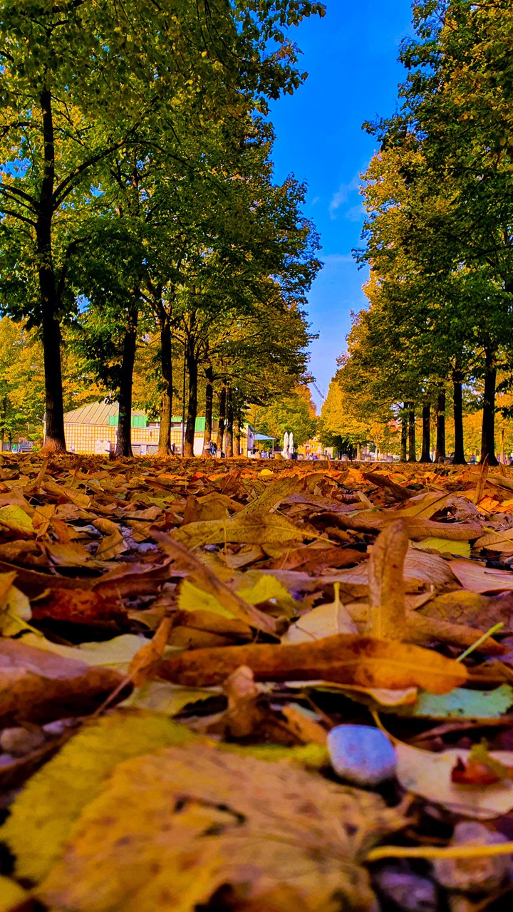 autumn