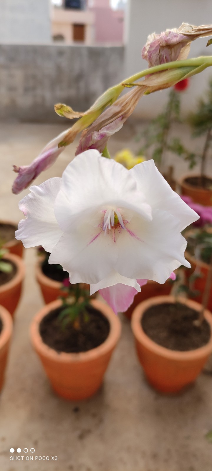 white gladiolus