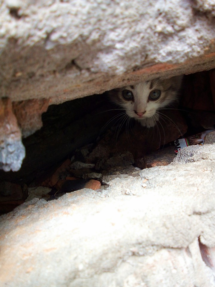 Котенок