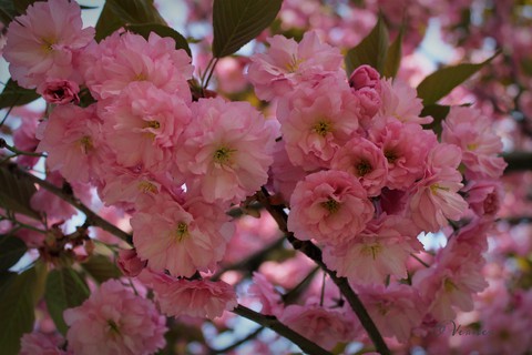 O.V. ❇️ Cherry blossom