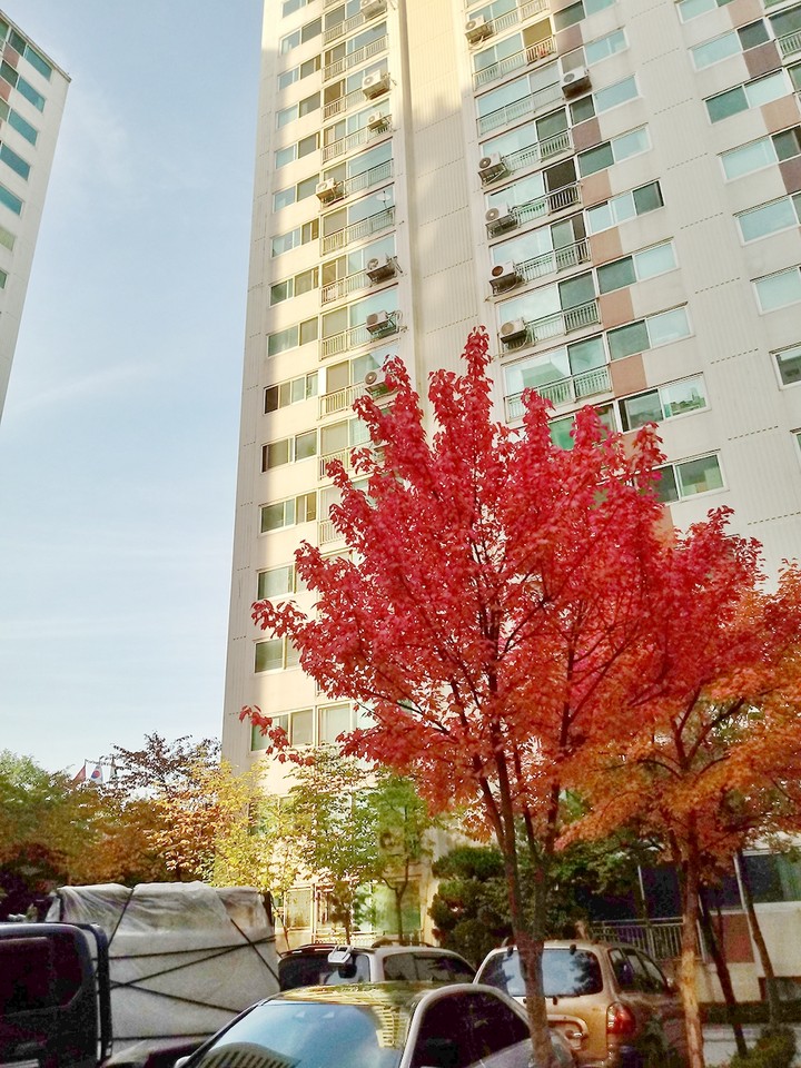 가을에 빨간맛 Red flavor @Autumn, Fall
