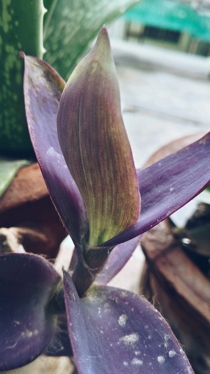 leave of plant