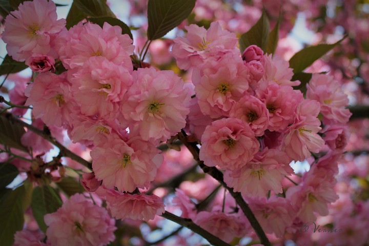 O.V. ❇️ Cherry blossom
