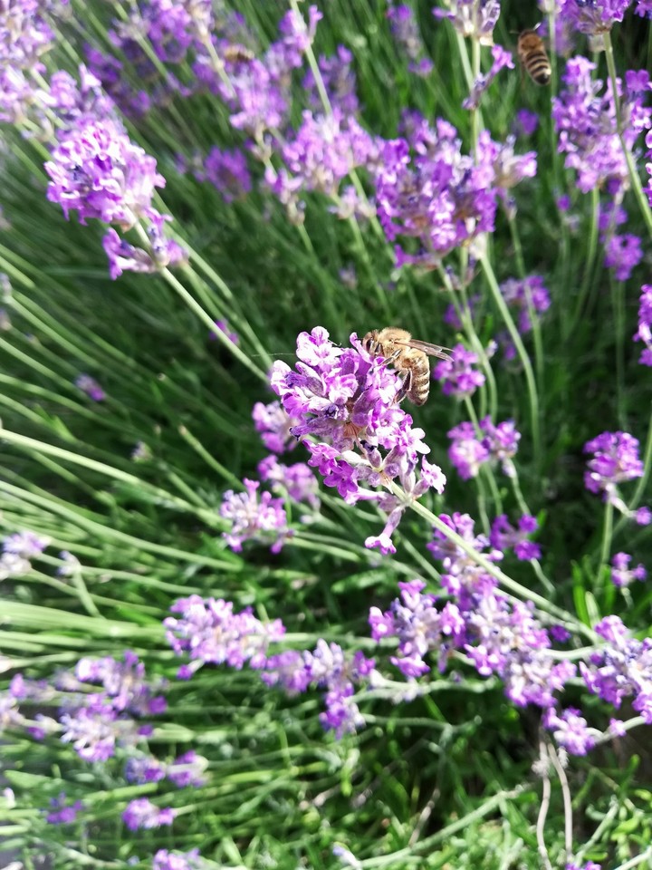 Bee on the lavender