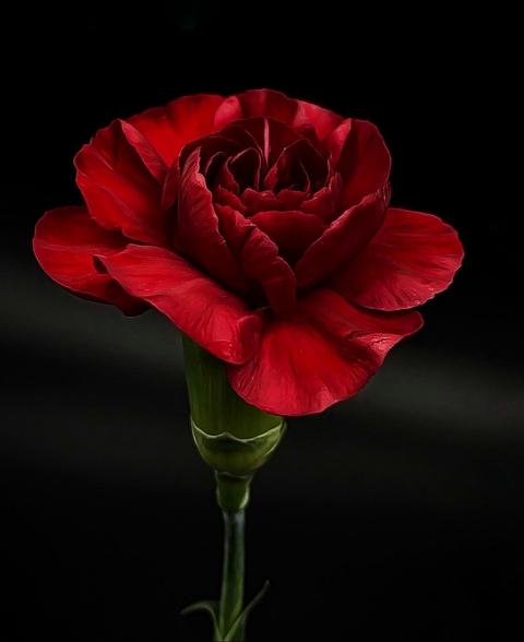 Carnation