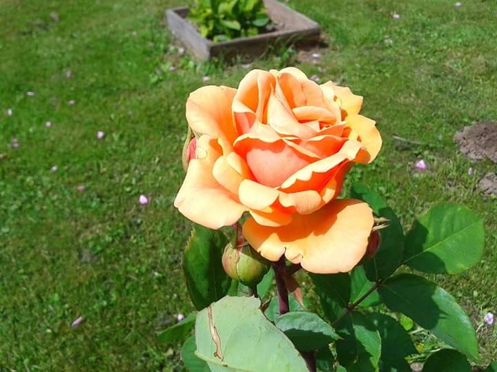 rose