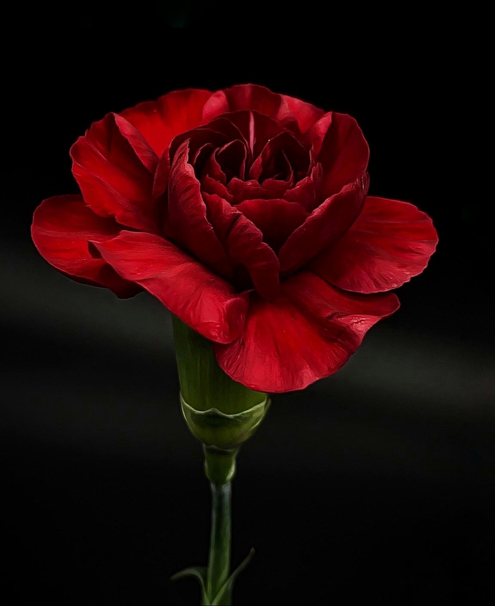 Carnation