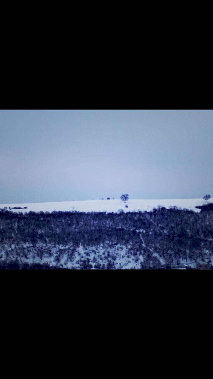 LONELY TREE