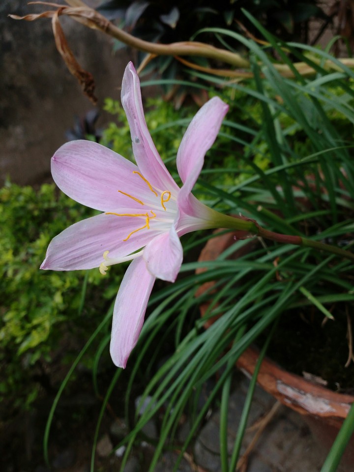 Daffodils