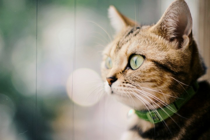 cat lover