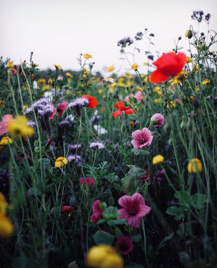 Bloom
