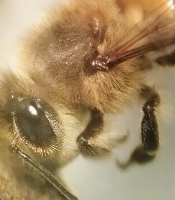 Abeja en microscopio