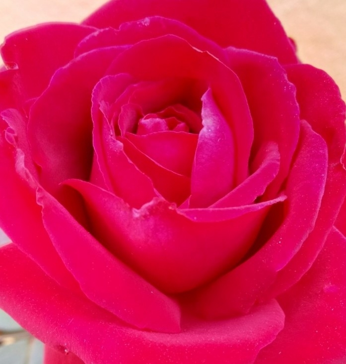 red rose