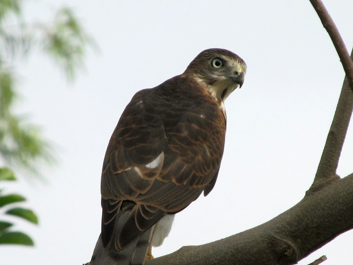 Falcon