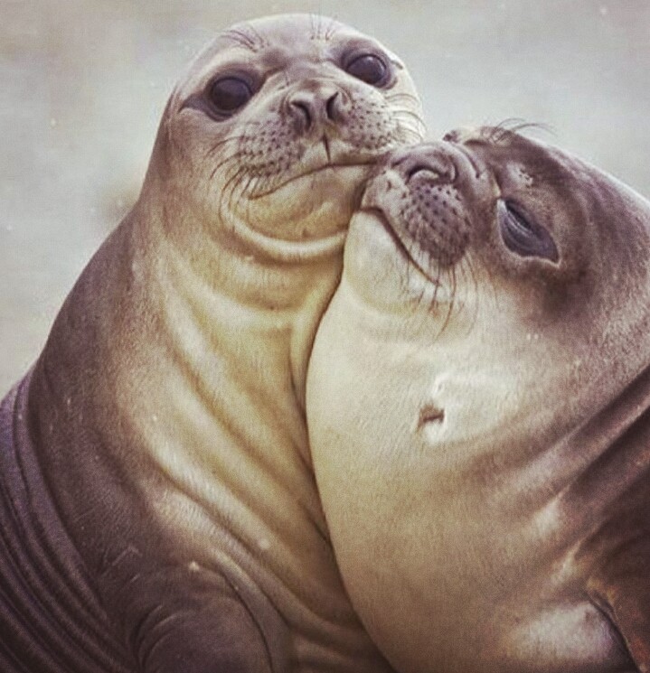 Focas