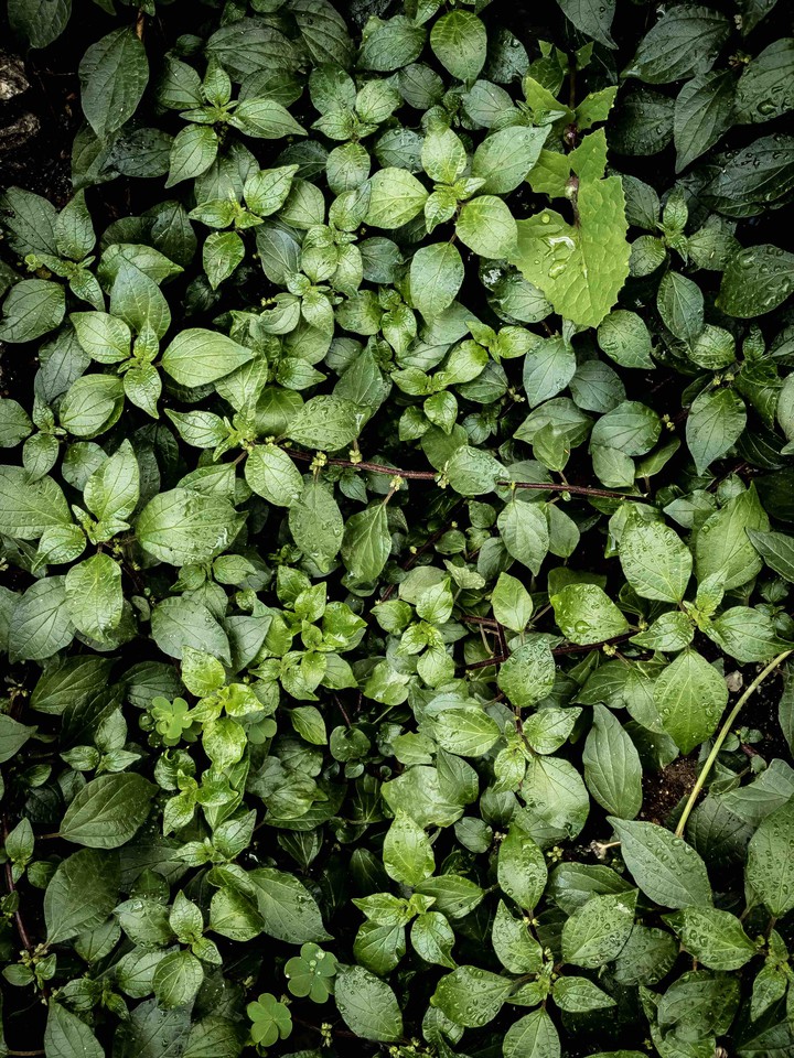 Just A Green Life
