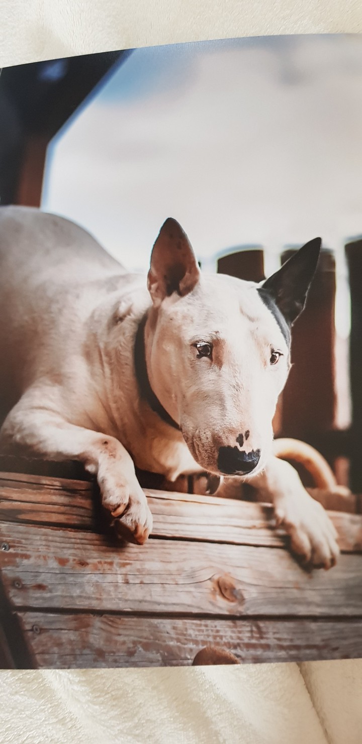 mein süßer Hund