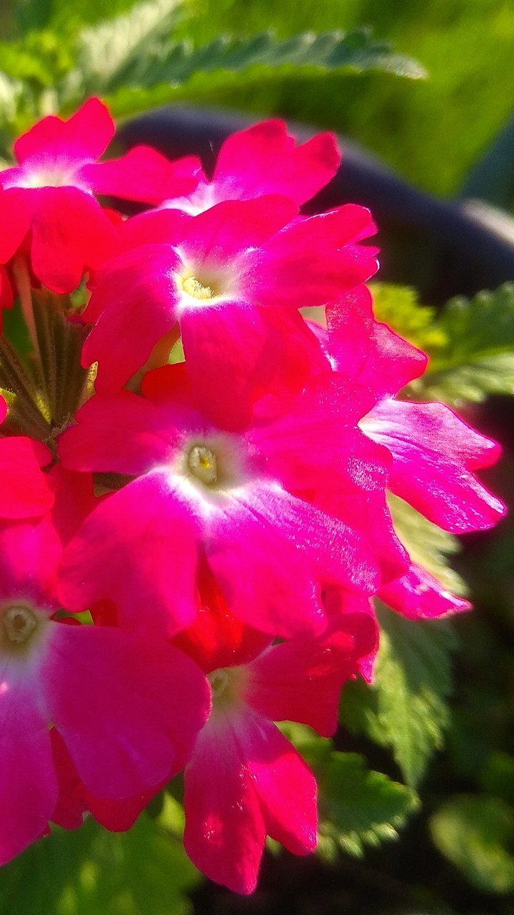 Pink vervain